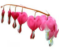 Дицентра Дицентра