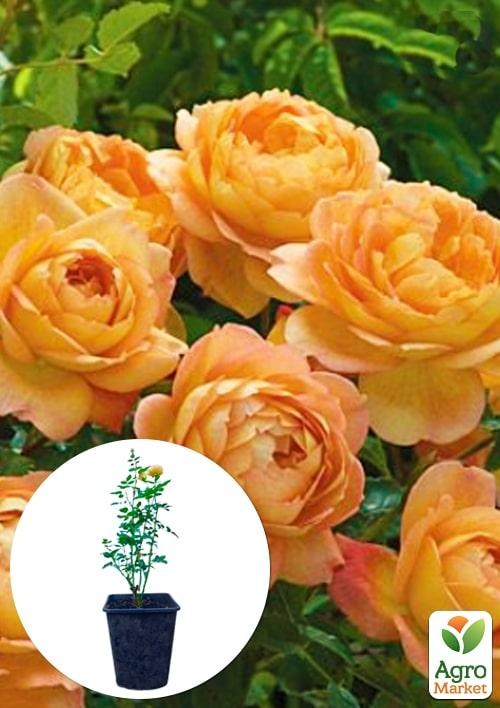 

Роза в контейнере английская "Lady of Shalott" (саженец класса АА+)