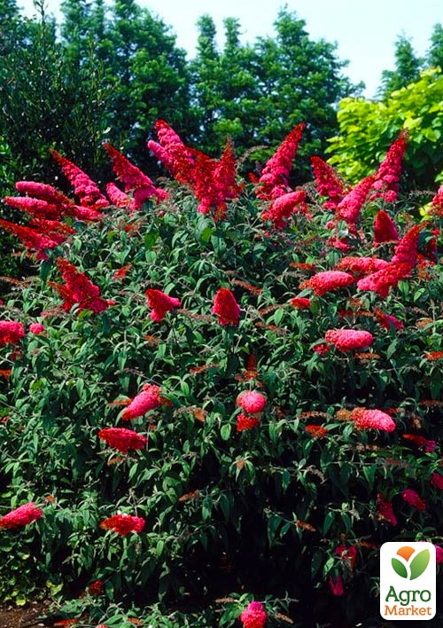 

Буддлея Давида Royal Red