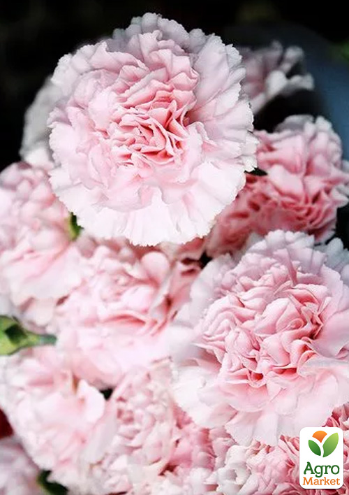 

Гвоздика Махрова Pink Ruffles