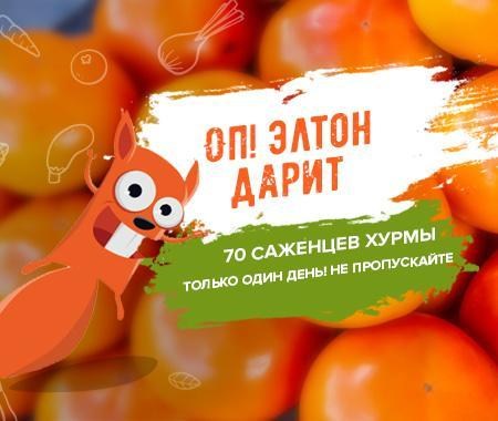 Акция! Дарим 70 саженцев хурмы Акция! Дарим 70 саженцев хурмы