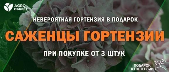 Акция! Выписывайте саженцы гортензии и получайте розовую мечту невероятной красоты в подарок Акция! Выписывайте саженцы гортензии и получайте розовую мечту невероятной красоты в подарок
