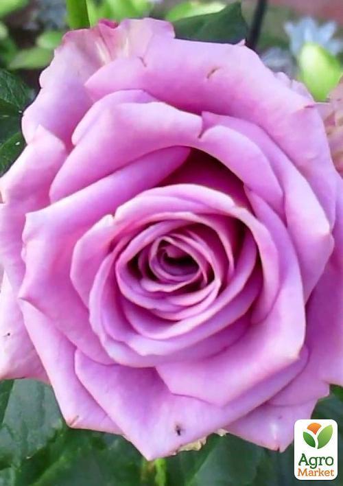 

Троянда чайно-гібридна Cool Water (саджанець класу АА +) вищий сорт