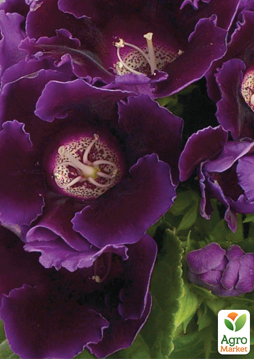 

Глоксиния Аванти F1 синяя ТМ Профессиональные семена дражже 100шт