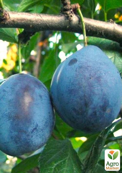 

Слива Рекорд (осенний сорт, поздний срок созревания)