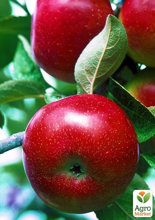 

Яблуня Ліберті (зимовий сорт, пізній термін дозрівання)