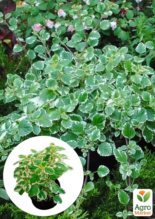 

Плектрантус ампельний Marginatus