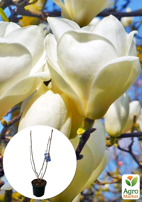 

LMTD Магнолия Stellata Alba Superba 3-х летняя (высота 60-80см)