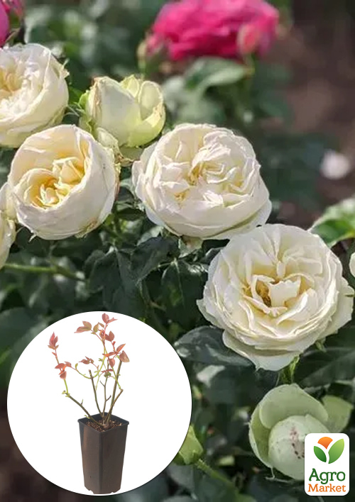 

Роза чайно-гибридная White Piano в контейнере, высший сорт