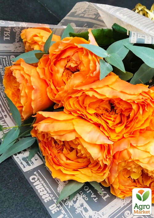 

Роза чайно-гибридная Каралуна (саженец класса АА, высший сорт)