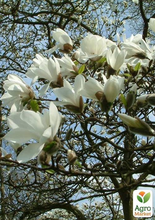 

Магнолія Cobus