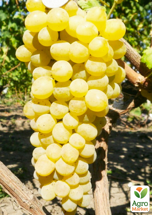 

Виноград Золотце (кишмиш, середньо-ранній термін дозрівання, солодкий)