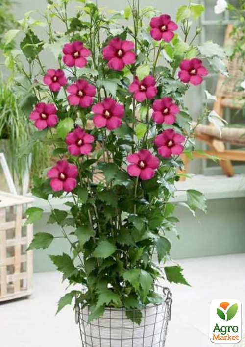 

Гибискус сирийский 2-х летний Flower Tower Ruby С1,5 высота 30-40 см