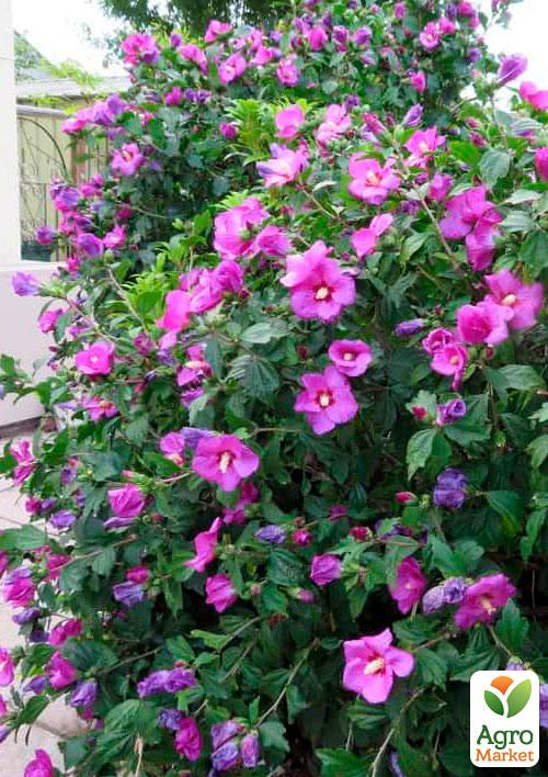 

Ексклюзив! Гібіскус фіолетовий Марсель (Marseilles) (преміальний сорт)