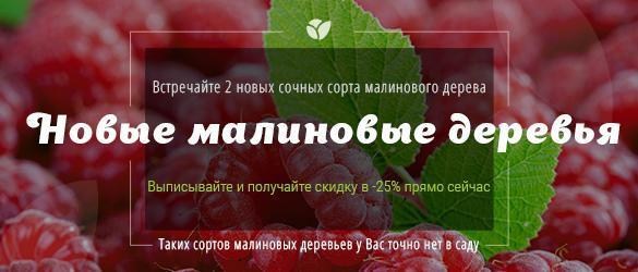 Эксклюзив! 2 абсолютно новых сорта малинового дерева Эксклюзив! 2 абсолютно новых сорта малинового дерева