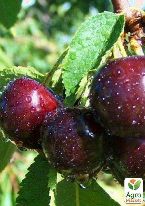 

Вишня Люцина (літній сорт, середньостиглий термін дозрівання)