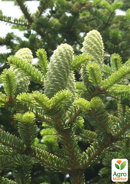 

Ялиця Маньчжурська (Abies holophylla) горщик P9 1 саджанець в упаковці