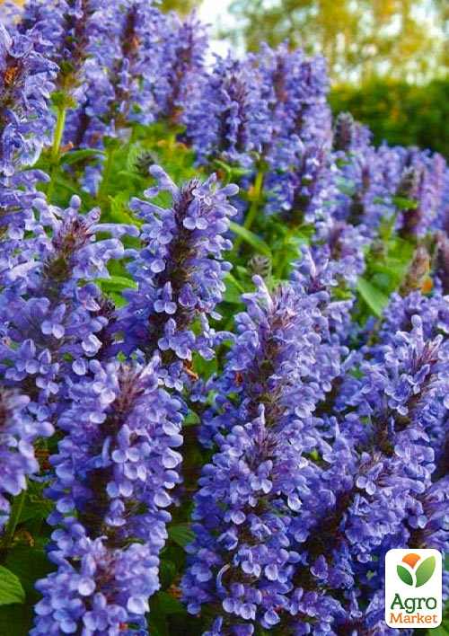 

Котовник Laguna Blue (Nebula Fassen)