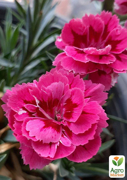 

Гвоздика Махрова Oscar Purple Wings (контейнер № 10, висота 10 см)