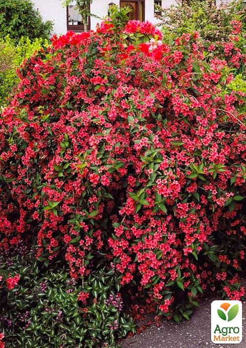 

Вейгела Брістоль рубі (Bristol Ruby)