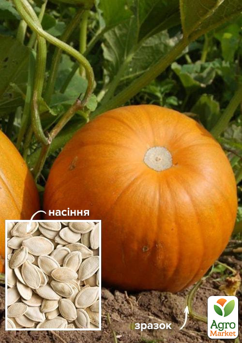 

На развес Тыква Сахарная осень ТМ Весна цена за 10г