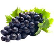 Саджанці винограду раннього сорту