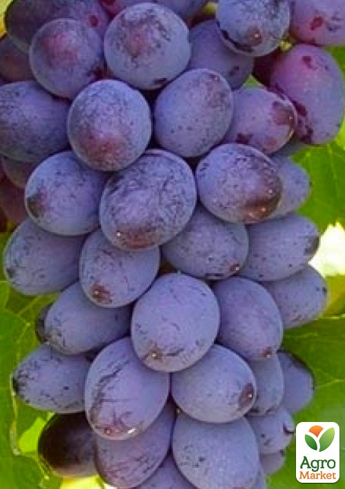 

Виноград Юпитер (кишмиш, ранний срок созревания, морозостойкость до -27⁰С)