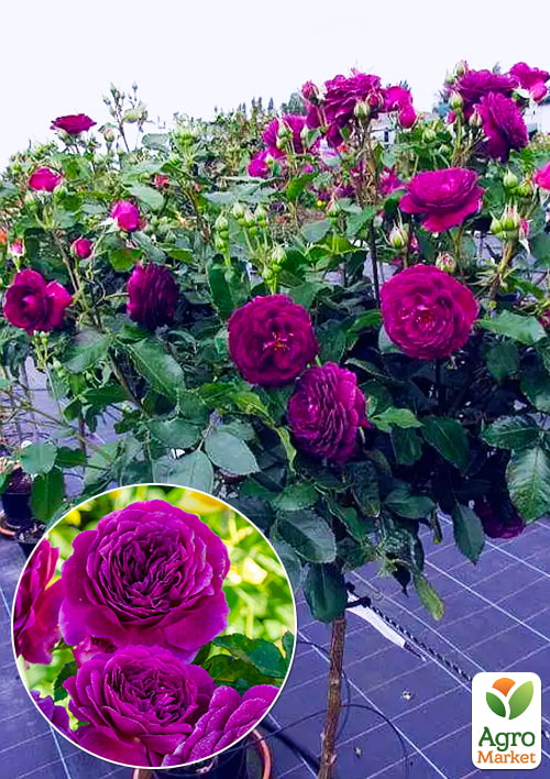 

Роза штамбовая Ebb Tide (саженец класса АА+) высший сорт