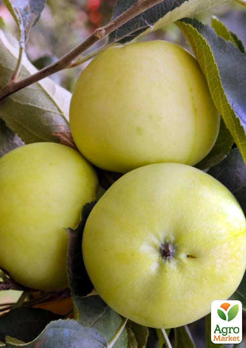 

Яблуня Папіровка (літній сорт, ранній термін дозрівання)