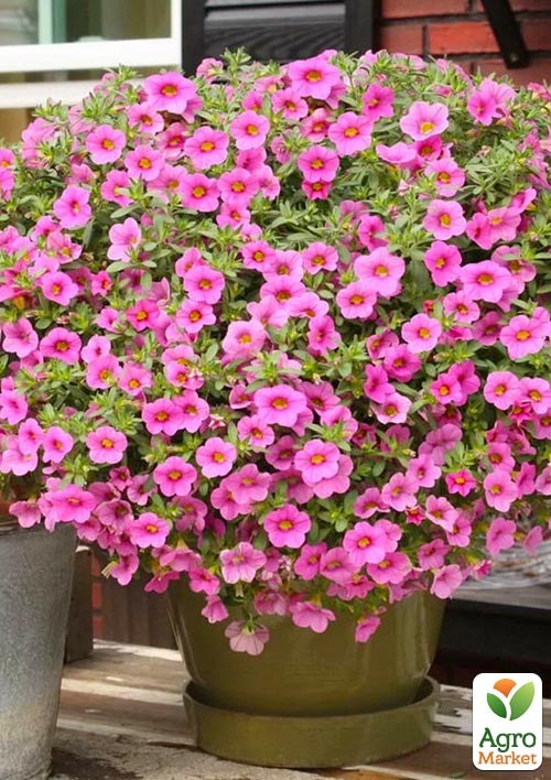 

Калибрахоа Calipetite Rose