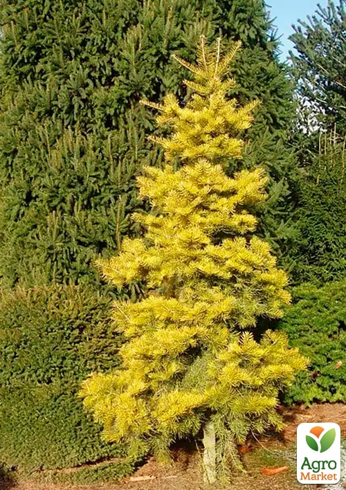 

Пихта одноцветная Wintergold С7.5, высота 60-70 см