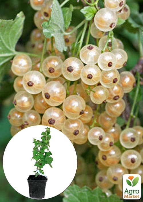 

Порічка біла Сніжана вкорінена у контейнері (середній термін дозрівання)