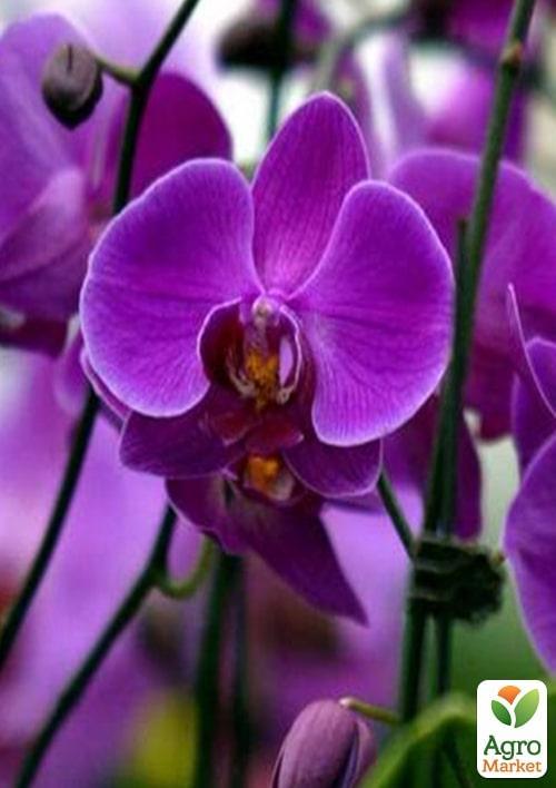 Орхидея (Phalaenopsis) "Purple" 1 саженец в упаковке (комнатный) Нидерланды