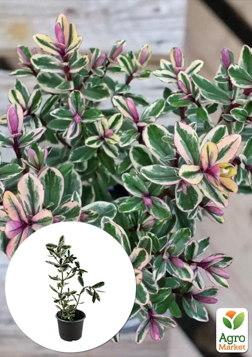 

LMTD Хебе Tricolor висота 20-25см