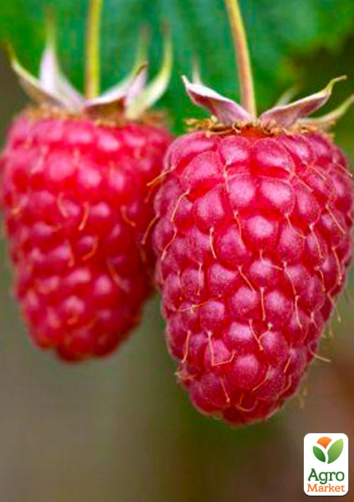 

Малина Willamette (ранний срок созревания, сорт хорошо устойчив к болезням) 1-летний саженец