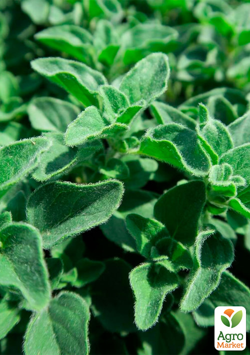 

Орегано Ponco