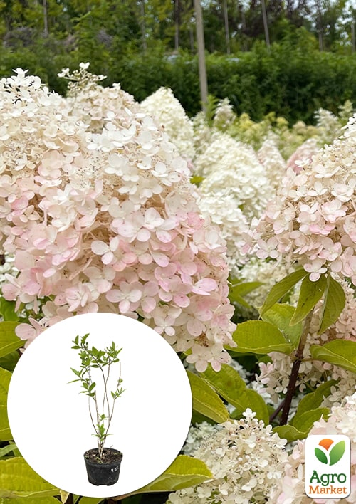 

Гортензия 3-х летка метельчатая Magical Sweet Summer
