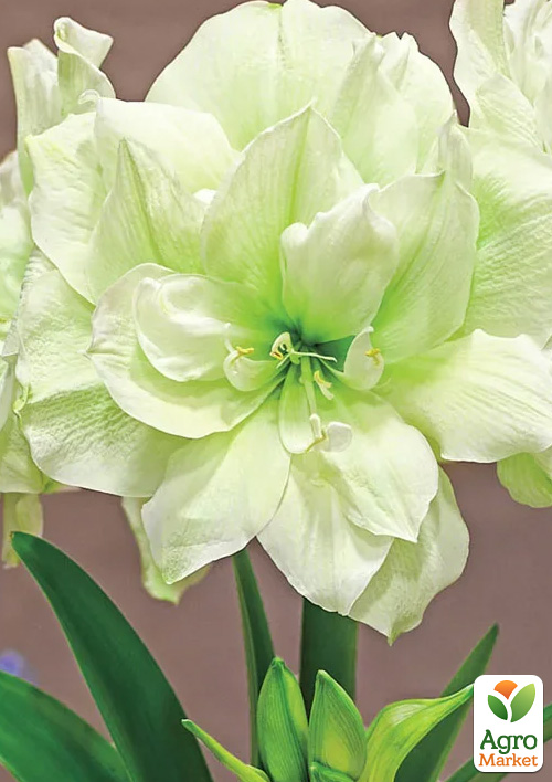 

Гіппеаструм махровий «Marilyn» (Амариліс)