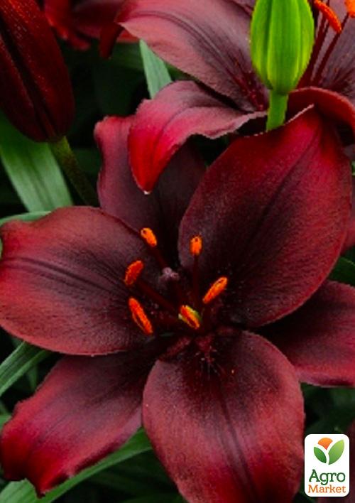 

Лилия Mapira 1шт в упаковке