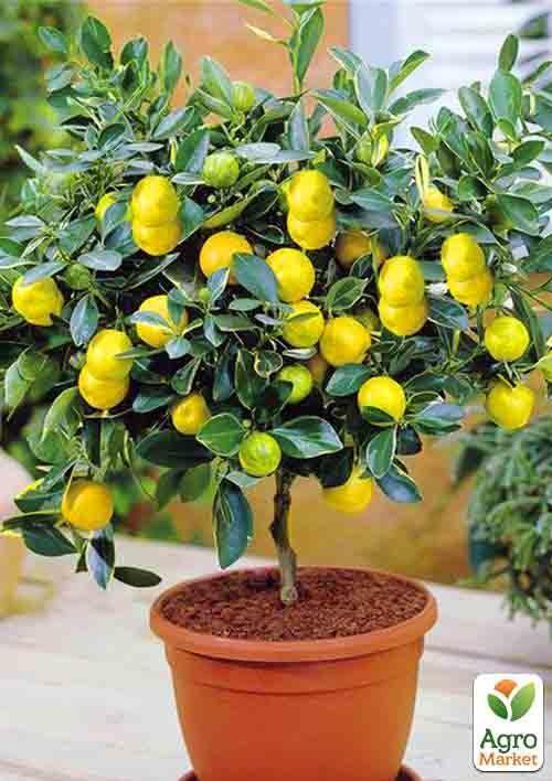 

Лимон Мейєра