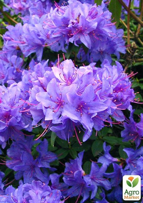 

Рододендрон сиреневый Блю Тит (Blue-tit)