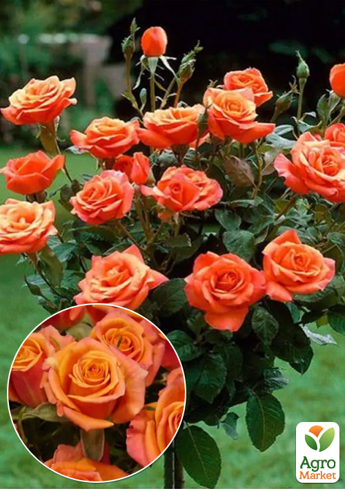 

Роза штамбовая Спрей Baby Flow (саженец класса АА+) высший сорт