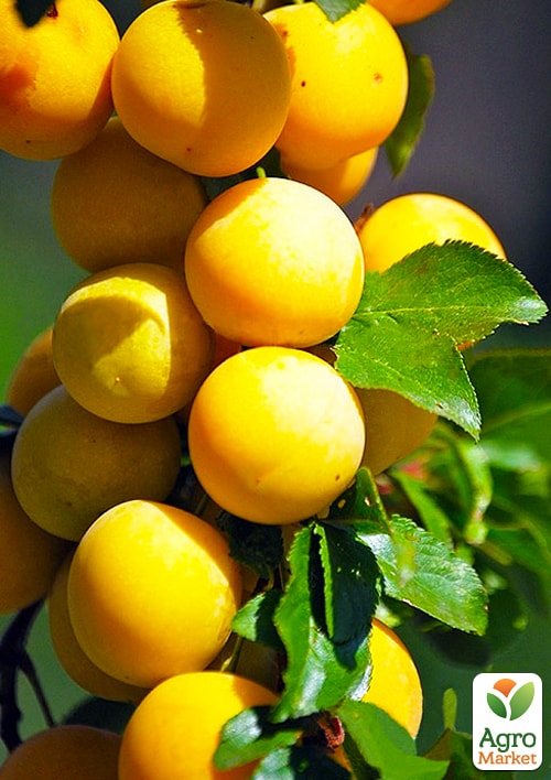 

Слива колоновидна жовта медова (літній сорт)