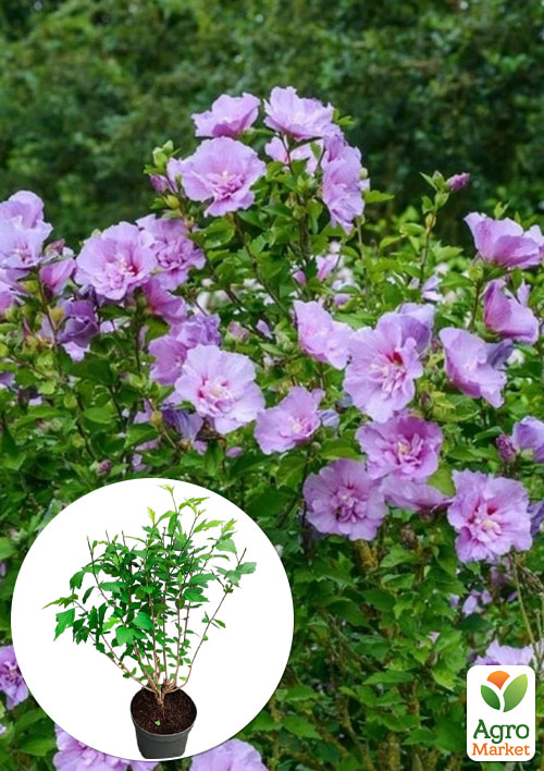 

LMTD Гибискус махровый цветущий 3-х летний Ardens (50-70см)