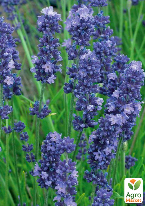 

Лаванда Гібридна Sentivia Blue Scent