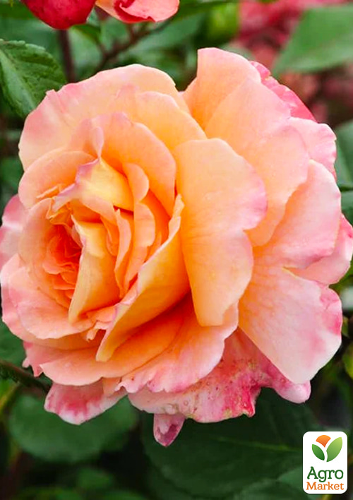 

Эксклюзив! Роза английская К востоку от рая (East of Eden) (саженец класса АА+) высший сорт