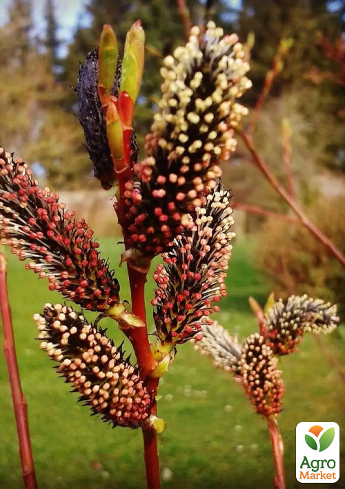 

Ива тонкостолбиковая черная Меланостахис (Salix gracilistyla Melanostachys) высота 25-40см