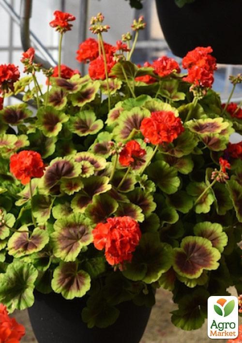 

Пеларгонія пестролиста Contrast (контейнер № 10, висота 10-20 см)