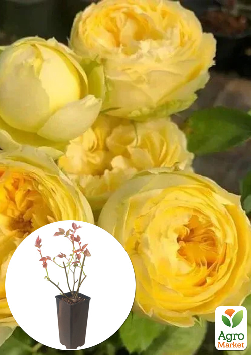 

Роза кустовая Lemon Pompon в контейнере, высший сорт