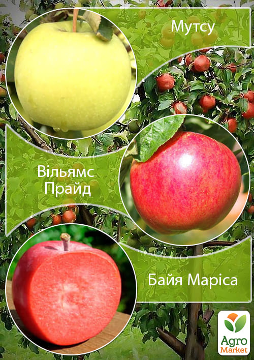 Дерево-сад Яблуня "Байя Маріса+Мутсу+Вільямс Прайд" 1 саджанець в упаковці